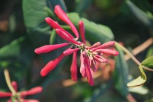 Native Honeysuckleu