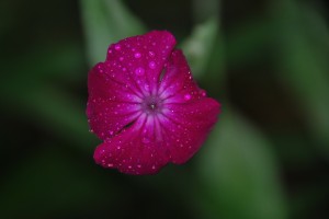 I know the Rose Campion can be invasive, but I just love that magenta color!