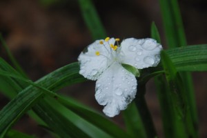Spiderwort-a nasty invasive plant, but I just love this white one.