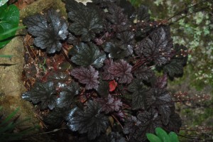 The Purple Coral Bells are so pretty this year.