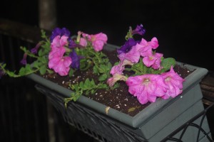 Got my deck baskets decked out with pretty petunias.