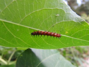 Gulf Fritillary caterpillar:1