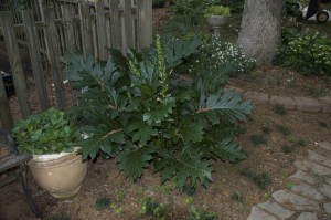 Acanthus, Bear's Britches